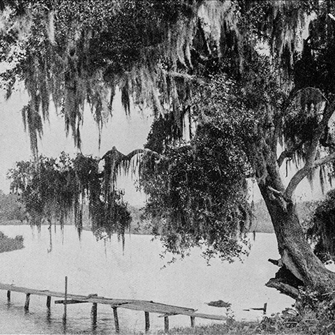 black and white photo of a river in Mississippi with a large tree