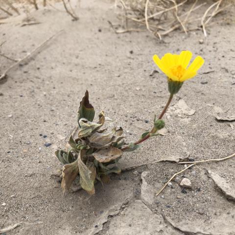A gold flower in the desert